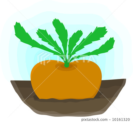 Ripe turnip grows on bed 10161320