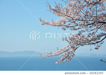 盛開的櫻花和大海 盛開的櫻花和大海 10161547