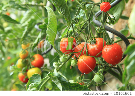 detail from home farm - tomato plants