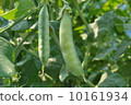 Green peace in the middle of growth 10161934