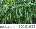 Green peas growing ② 10161935