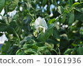 Green peace flower 10161936