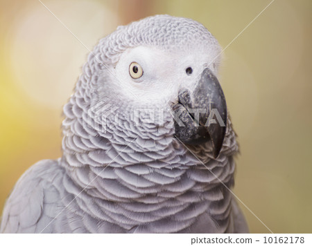 African Grey Parrot African Grey Parrot 10162178