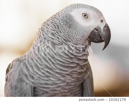 African Grey Parrot African Grey Parrot 10162179