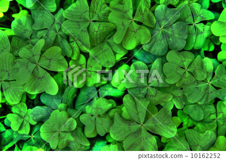 four leaf background 10162252