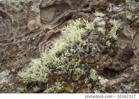 White lichen moss plants on coastal rocks 10162317