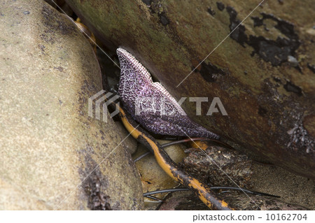 Star fish invertebrate on rock tidal pool California  10162704