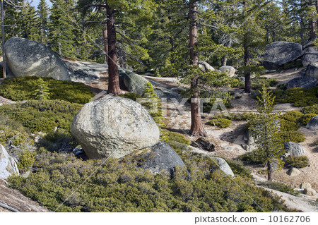 Sierra Nevada Mountain forest Lake Tahoe landscape 10162706