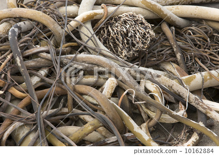 Seaweed tangle on Pacific Ocean beach 10162884