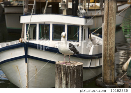 Seagull bird on pier Fishermans Wharf San Francisco 10162886