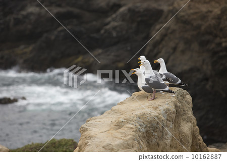 Seagull birds on rocky Pacific Ocean coast 10162887
