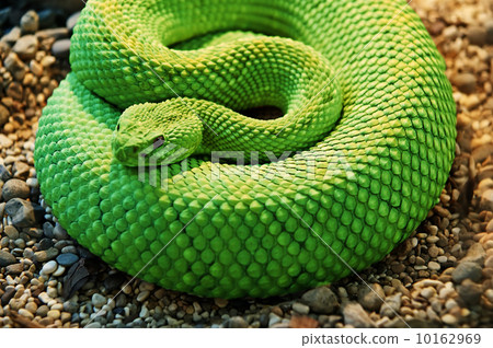 A close-up shot snake python, curled up in the ring A close-up shot snake python, curled up in the ring 10162969