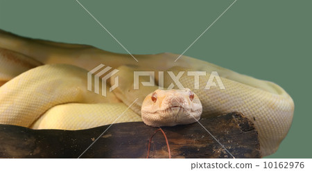 A close-up shot snake python, curled up in the ring 10162976