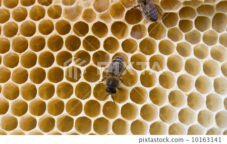 bees 10163141