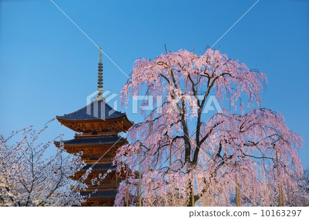 Fuji cherry tree of Tojo and five-storied pagoda 10163297