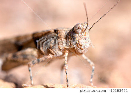 Grasshopper portrait 10163451