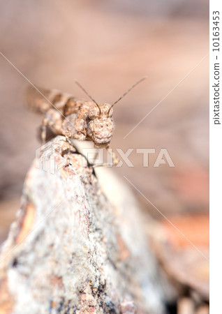 Grasshopper vertical portrait 10163453