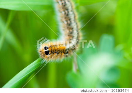 Caterpillar on green leaf Caterpillar on green leaf 10163474