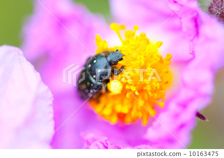 Black bug on violet flower Black bug on violet flower 10163475