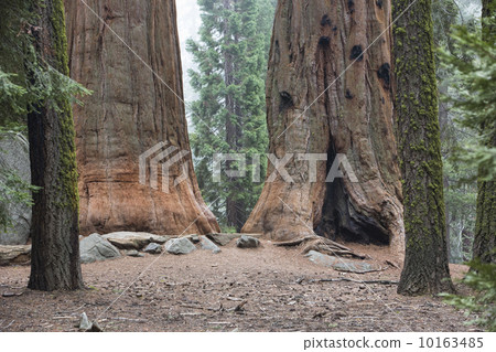 Two giant redwood sequoia trees California  10163485