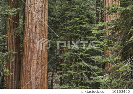 Redwood Sequoia trees California 10163490