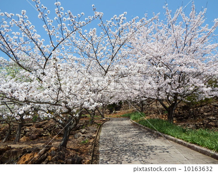 Cherry Blossoms	 10163632