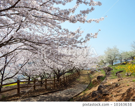 Cherry Blossoms	 10163638