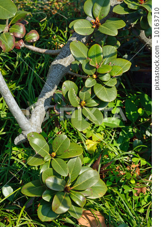 樹·Sharinbaebara家庭 10163710