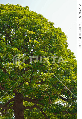 樹·Tubonomycis家庭 10163712