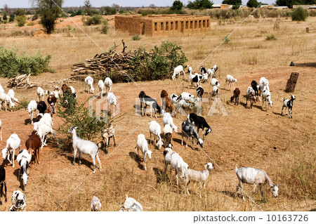 Mari, a village around the border 10163726