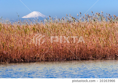 Scenery with Mt. Fuji in Chiba Prefecture · Kisarazu city "Reed of the seaside with mountains and Mount Fuji" 10163966