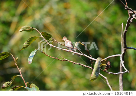 Kashirara Daka 10164014