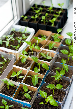 bell pepper seedlings bell pepper seedlings 10165600