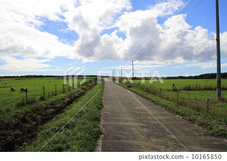 Sheep ranch Sheep ranch 10165850