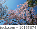 櫻桃樹 10165874