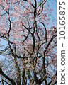 櫻桃樹 10165875