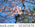 櫻桃樹 10165876