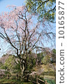 櫻桃樹 10165877