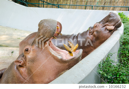 hippopotamuses 10166232