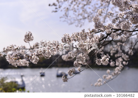 Cherry blossoms of Shimosuke pond park 10166482
