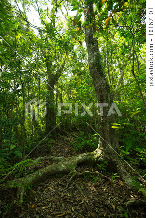 Yanbaru的森林 10167101