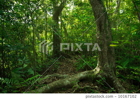 Yanbaru的森林 10167102