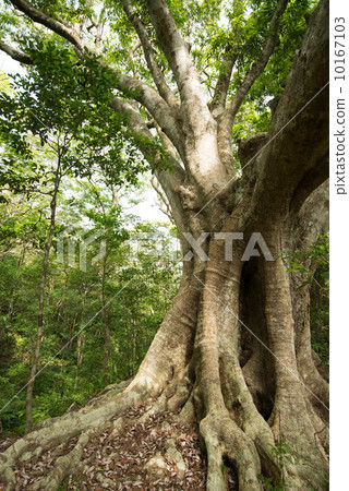 伊比的沖繩村roga 10167103
