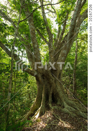 Yanbaru's Forest，Ibe，Okinawa Vladi Rogashi 10167106