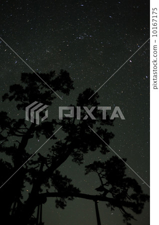 Regular pine Regular pine 10167175