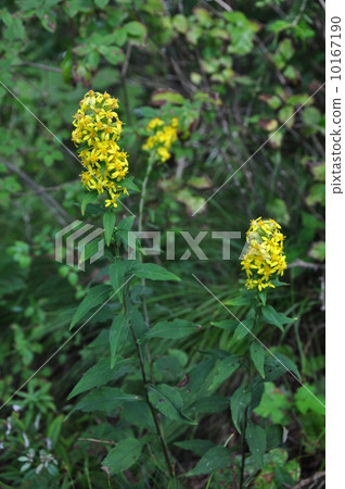 黃花 黃花 10167190