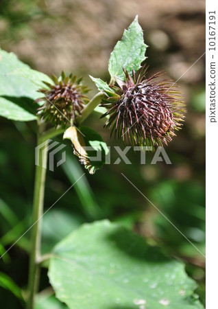 Oyamabokuchi 10167191