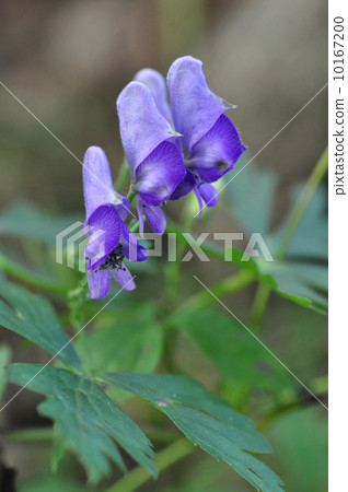 閻王港 閻王港 10167200