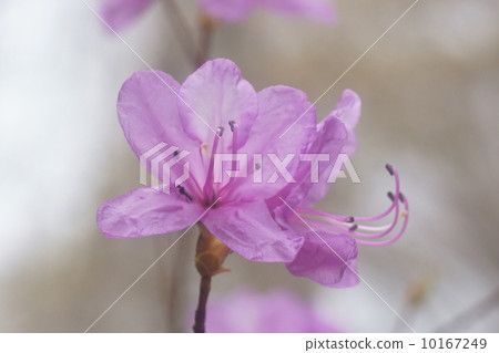 Yashiro Azalea 10167249