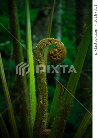 尖尖的鵝芽 10167311